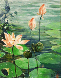 Lotus Blooms